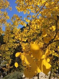 Aspen_Independence Pass_Fall