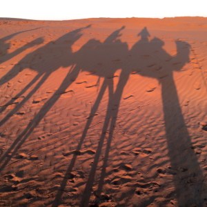 Sahara_camels_shadow