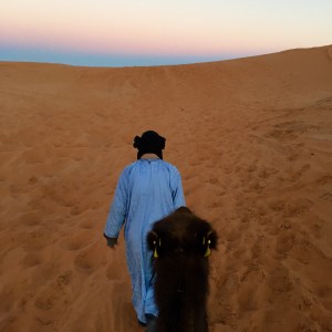 Sahara_guide_camel